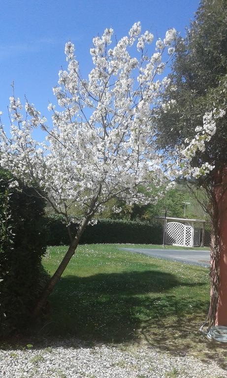 Podere Lo Stringaio Fauglia ภายนอก รูปภาพ